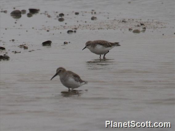 Broad-billed Sandpiper (Calidris falcinellus)