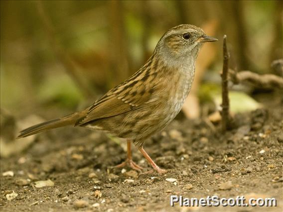 Dunnock (Prunella modularis)