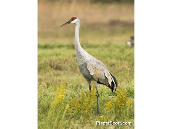 Sandhill Crane (Antigone canadensis)