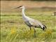 Sandhill Crane (Antigone canadensis)