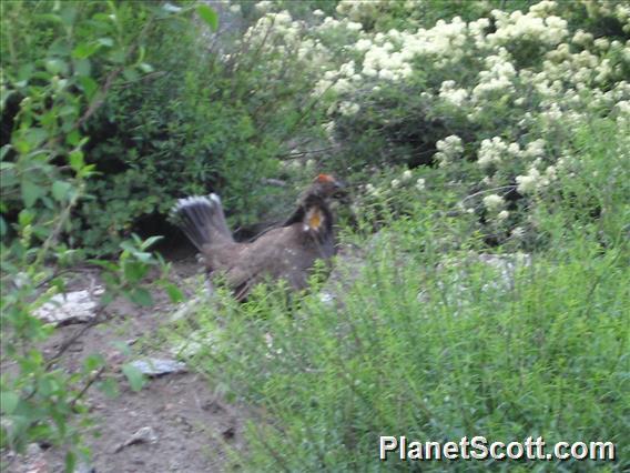 Sooty Grouse (Dendragapus fuliginosus)