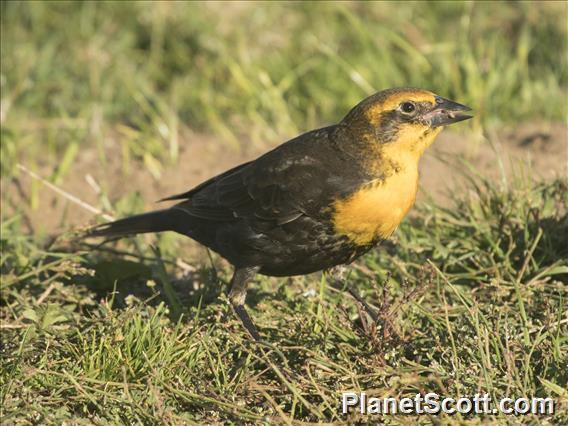 Yellow-headed Blackbird (Xanthocephalus xanthocephalus)