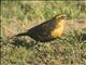 Yellow-headed Blackbird (Xanthocephalus xanthocephalus)