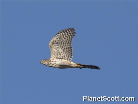 Cooper's Hawk (Astur cooperii)