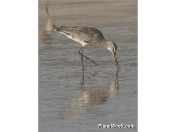 Hudsonian Godwit (Limosa haemastica)