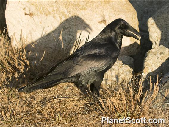 Common Raven (Corvus corax)