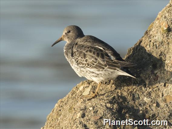 Rock Sandpiper (Calidris ptilocnemis)