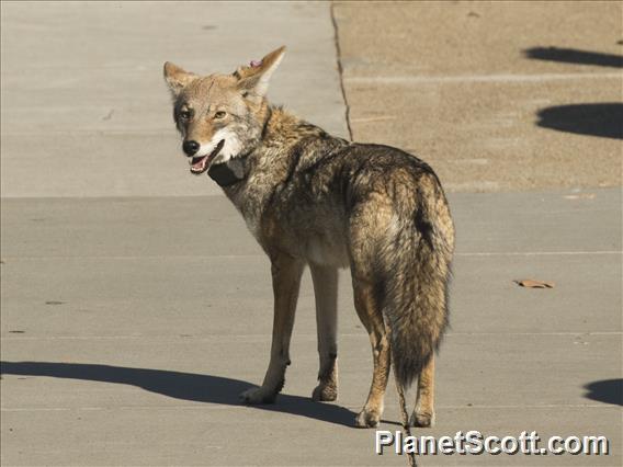 Coyote (Canis latrans)