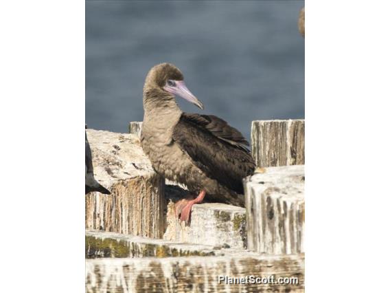 Red-footed Booby (Sula sula)