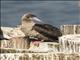 Red-footed Booby (Sula sula)