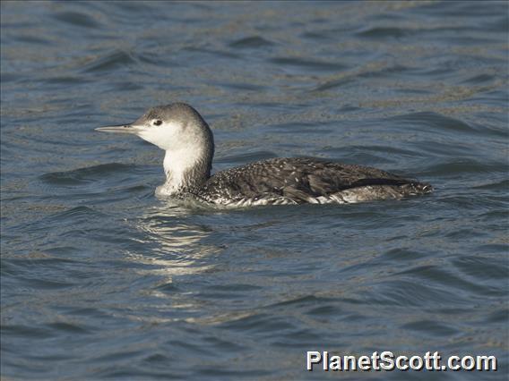 Red-throated Loon (Gavia stellata)