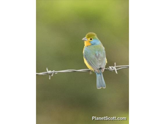 Orange-breasted Bunting (Passerina leclancherii)