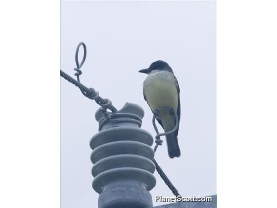 Thick-billed Kingbird (Tyrannus crassirostris)