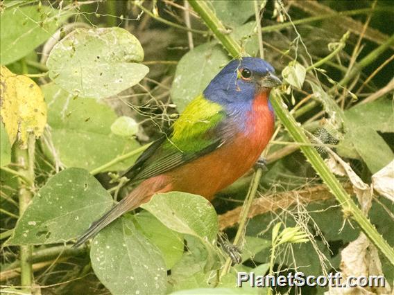 Painted Bunting (Passerina ciris)