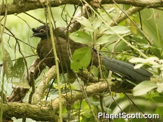 Rufous-bellied Chachalaca (Ortalis wagleri)