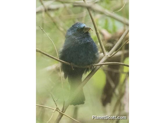 Blue Bunting (Cyanocompsa parellina)