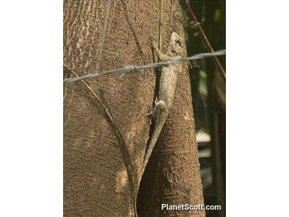 Black-nosed Lizard (Sceloporus melanorhinus)