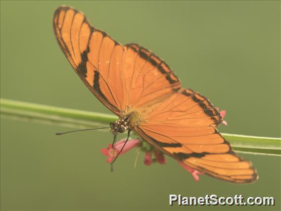 Juno Silverspot (Dione juno)