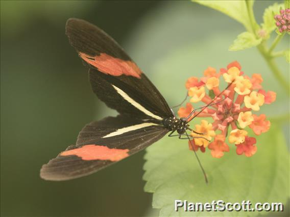 Red Postman (Heliconius erato)