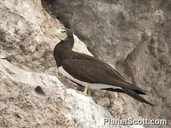 Cocos Booby (Sula brewsteri)