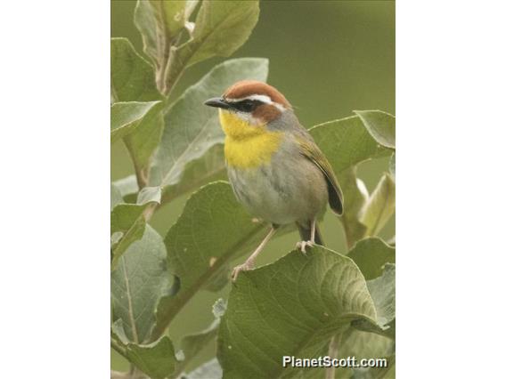 Rufous-capped Warbler (Basileuterus rufifrons)