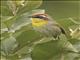 Rufous-capped Warbler (Basileuterus rufifrons)