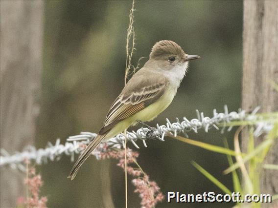 Nutting's Flycatcher (Myiarchus nuttingi)