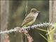 Nuttings Flycatcher (Myiarchus nuttingi)