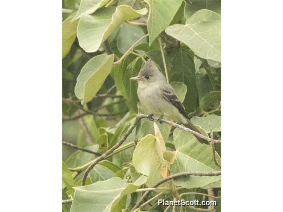 Greater Pewee (Contopus pertinax)