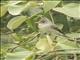 Greater Pewee (Contopus pertinax)