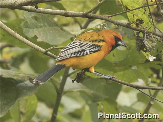 Streak-backed Oriole (Icterus pustulatus)