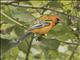 Streak-backed Oriole (Icterus pustulatus)