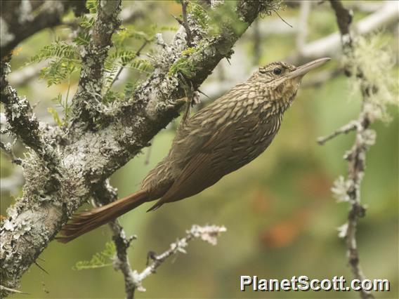 Ivory-billed Woodcreeper (Xiphorhynchus flavigaster)