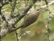 Ivory-billed Woodcreeper (Xiphorhynchus flavigaster)