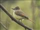 Dusky-capped Flycatcher (Myiarchus tuberculifer)