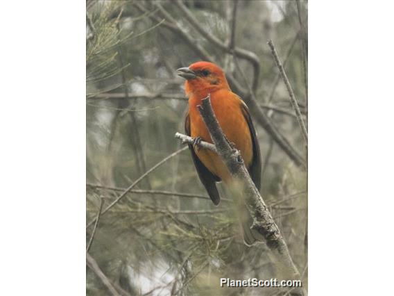 Flame-colored Tanager (Piranga bidentata)