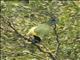 Green Jay (Cyanocorax yncas)