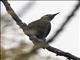 Gray-crowned Woodpecker (Colaptes auricularis)