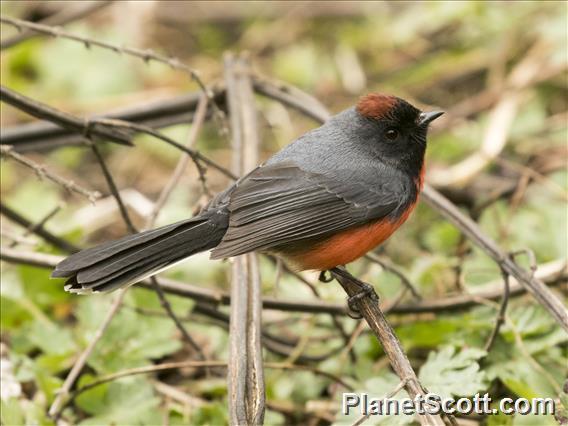 Slate-throated Redstart (Myioborus miniatus)