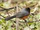 Slate-throated Redstart (Myioborus miniatus)