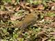 Russet Nightingale-Thrush (Catharus occidentalis)