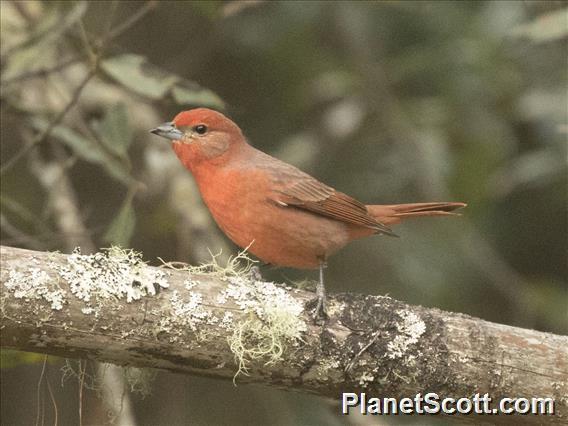 Hepatic Tanager (Piranga flava)