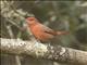 Hepatic Tanager (Piranga flava) - Male