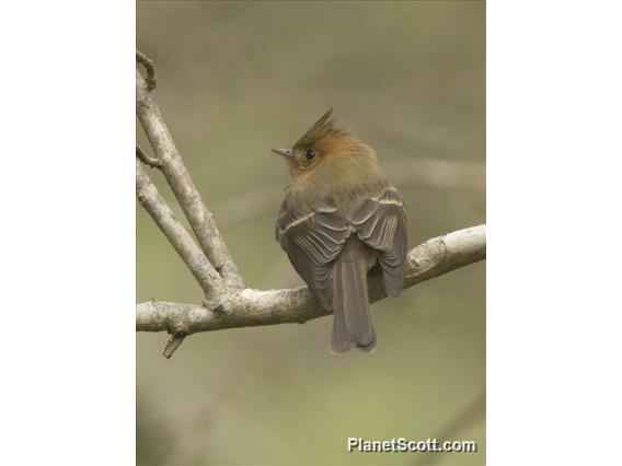 Tufted Flycatcher (Mitrephanes phaeocercus)