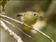 Huttons Vireo (Vireo huttoni)