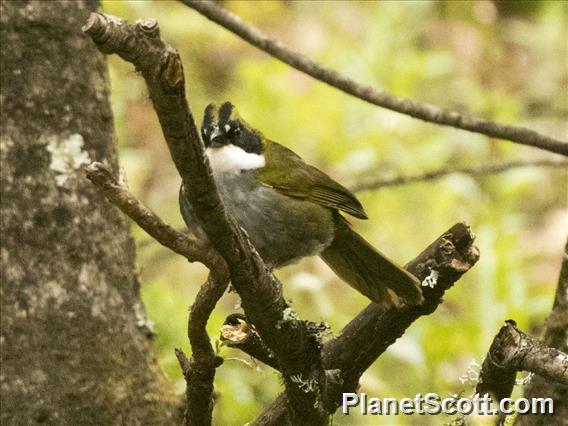 Green-striped Brushfinch (Arremon virenticeps)