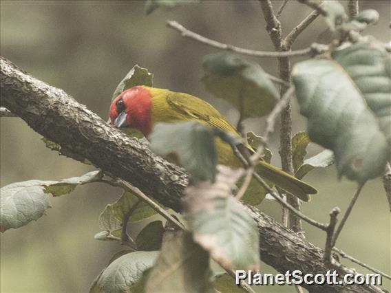 Red-headed Tanager (Piranga erythrocephala)