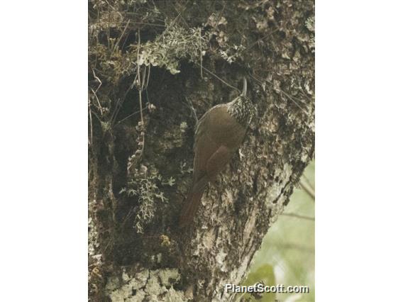 White-striped Woodcreeper (Lepidocolaptes leucogaster)