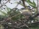 Gray-collared Becard (Pachyramphus major)