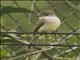 Nuttings Flycatcher (Myiarchus nuttingi)